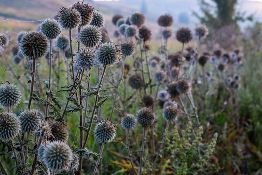 white milk thistle thicket and spider web at foggy morning close-up with selective focus.