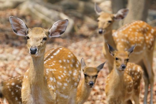 group of female and fawn sika deer