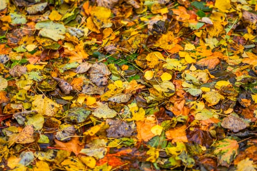 autumn background of different types of fallen wooden leaves with selective focus and shallow depth of field