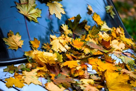 fallen maple leaves on old silver car bonnet - close-up autumn background with selective focus and blur