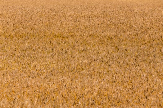 Yellow barley field at ddaytime under direct sunlight. Fully filled agriculture background.