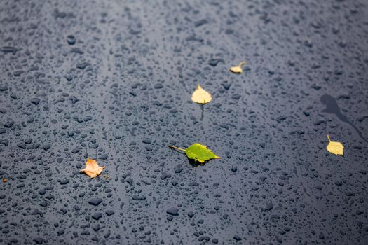 deep blue car at autumn rainy day with yellow and green birch leaves - selective focus with blur closeup composition