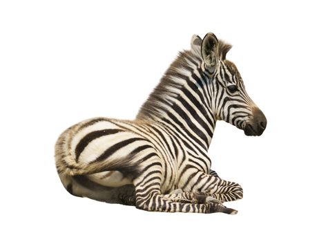 young zebra isolated on white background