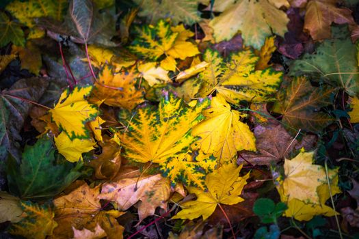 contrast autumn background with wet colorful maple leaves on green grass - selective focus close-up telephoto shot