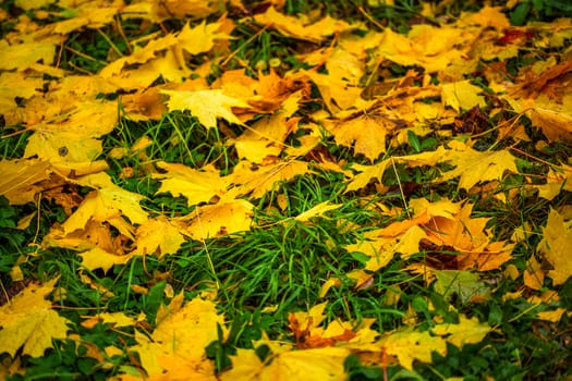 Autumn background from fallen maple leaves with selective focus and shallow depth of field - made by telephoto lens