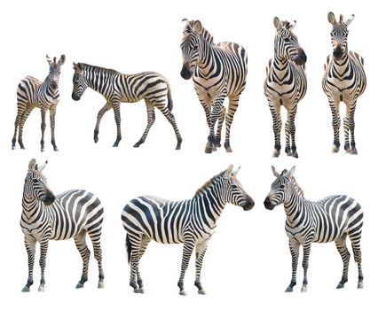 adout and young zebra isolated on white background