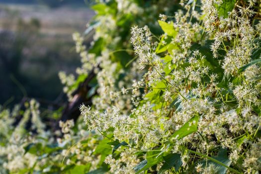 wild ecballium elaterium blossom closeup ta morning riverside with selective focus.