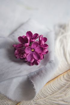 Five-pointed lilac violet flowers on a white ostrich feather. A lilac luck - flower with five petals among the four-pointed flowers of bright pink lilac (Syringa)