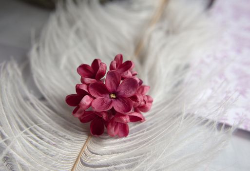 Five-pointed lilac violet flowers on a white ostrich feather. A lilac luck - flower with five petals among the four-pointed flowers of bright pink lilac (Syringa)