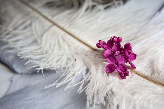 Five-pointed lilac violet flowers on a white ostrich feather. A lilac luck - flower with five petals among the four-pointed flowers of bright pink lilac (Syringa)