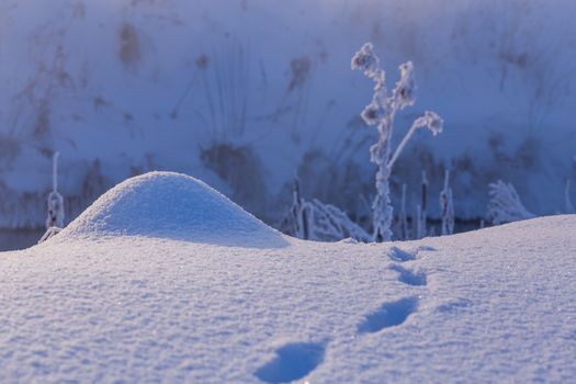 tiny snow hillock with small wild animal tracks near with selective focus and blur at daylight.