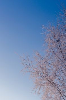 frosty birch thin branches on clear blue gradient sky background at freexing winter daylight.