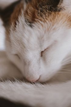 beautiful cute little white-red sleeping cat in closeup