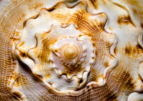 large ocean shell pattern detail close up