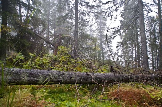 Pine forest in the region of North-Karelia, Finland