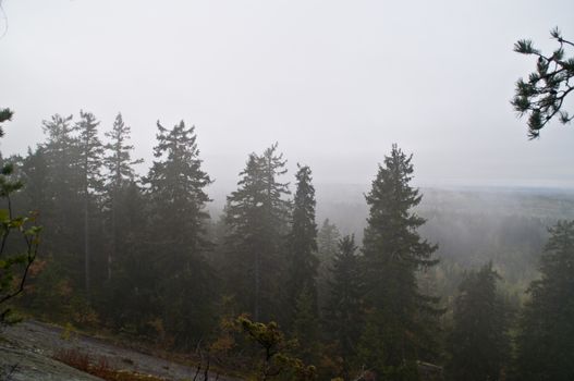 Pine forest in the region of North-Karelia, Finland