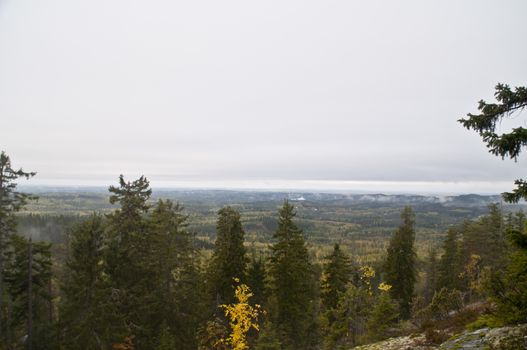 Pine forest in the region of North-Karelia, Finland