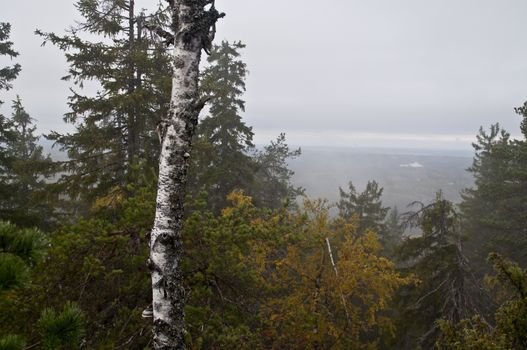 Pine forest in the region of North-Karelia, Finland