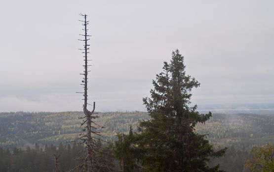 Pine forest in the region of North-Karelia, Finland