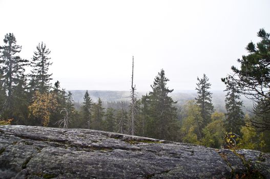 Pine forest in the region of North-Karelia, Finland