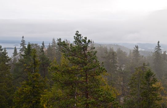 Pine forest in the region of North-Karelia, Finland