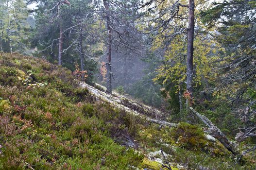 Pine forest in the region of North-Karelia, Finland