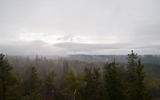 Pine forest in the region of North-Karelia, Finland