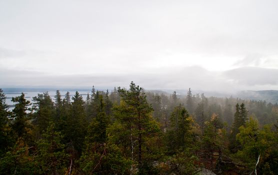 Pine forest in the region of North-Karelia, Finland