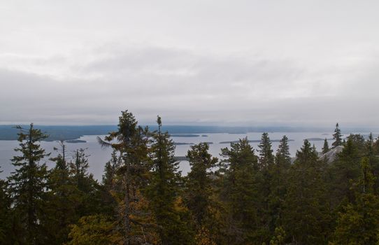 Pine forest in the region of North-Karelia, Finland