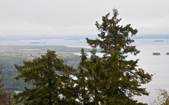 Pine trees in the region of North-Karelia, Finland