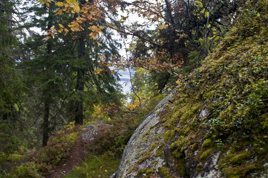 Koli National Park in the region of North-Karelia, Finland