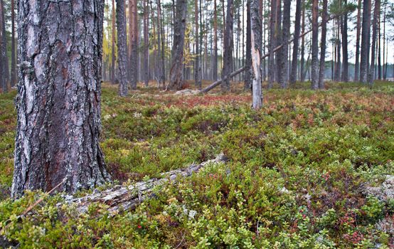 Nature in the region of North-Karelia, Finland