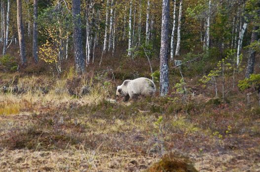 A brown bear in the region of Kainuu, Finland