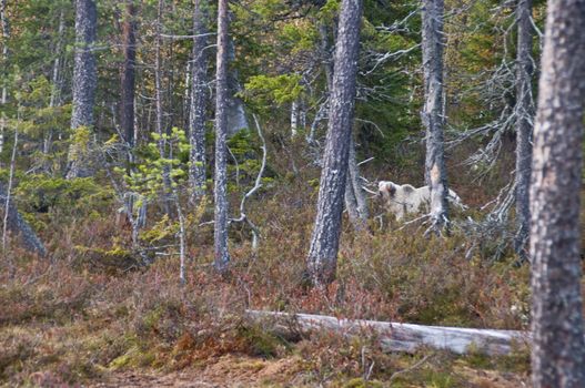 A brown bear in the region of Kainuu, Finland