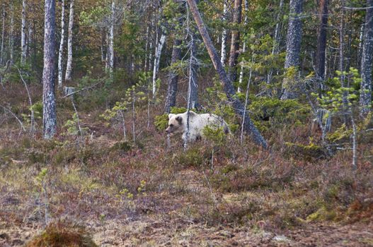 A brown bear in the region of Kainuu, Finland