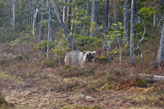 A brown bear in the region of Kainuu, Finland