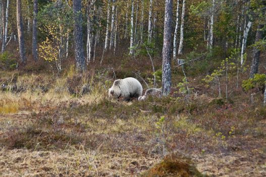 A brown bear in the region of Kainuu, Finland