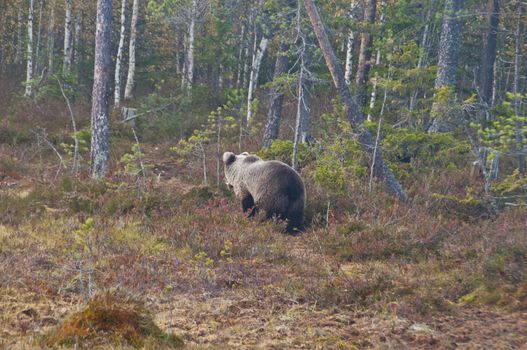 A brown bear in the region of Kainuu, Finland