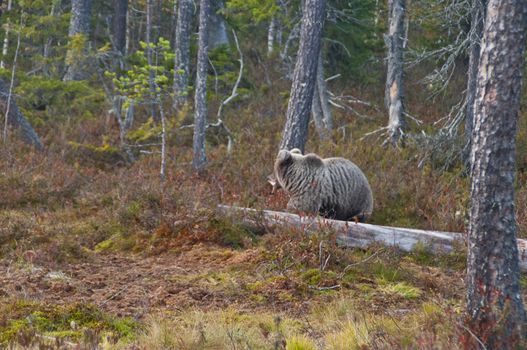 A brown bear in the region of Kainuu, Finland