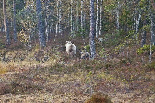 A brown bear in the region of Kainuu, Finland