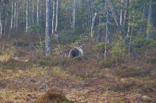 A brown bear in the region of Kainuu, Finland