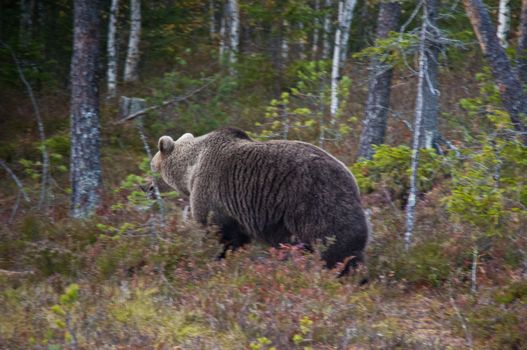 A brown bear in the region of Kainuu, Finland