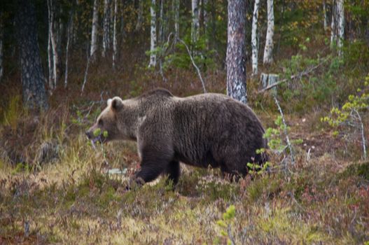 A brown bear in the region of Kainuu, Finland