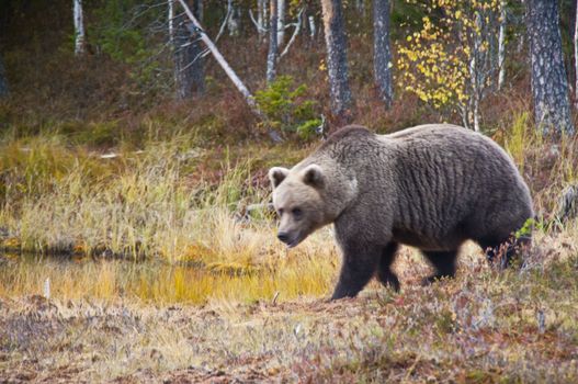 A brown bear in the region of Kainuu, Finland