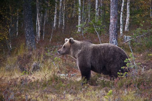 A brown bear in the region of Kainuu, Finland