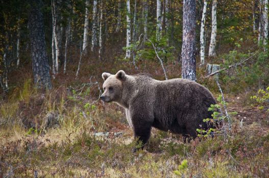 A brown bear in the region of Kainuu, Finland