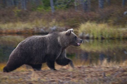 A brown bear in the region of Kainuu, Finland