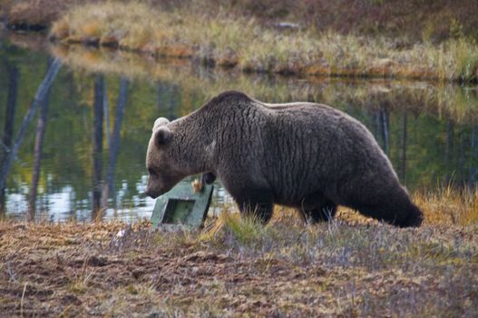 A brown bear in the region of Kainuu, Finland