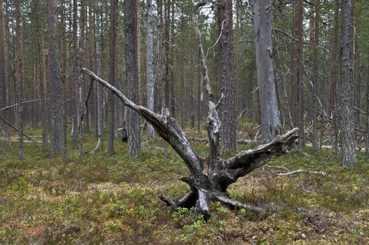 Forest in a national park in East-Finland