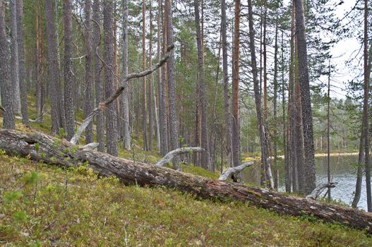 Forest in a national park in East-Finland